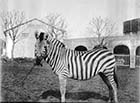 Sangers Zebra c1906 | Margate History